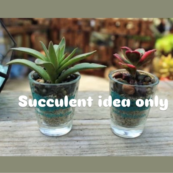 Iridescent Shot Glasses Set of 2 Succulent Planter Holders - Picture 2 of 2